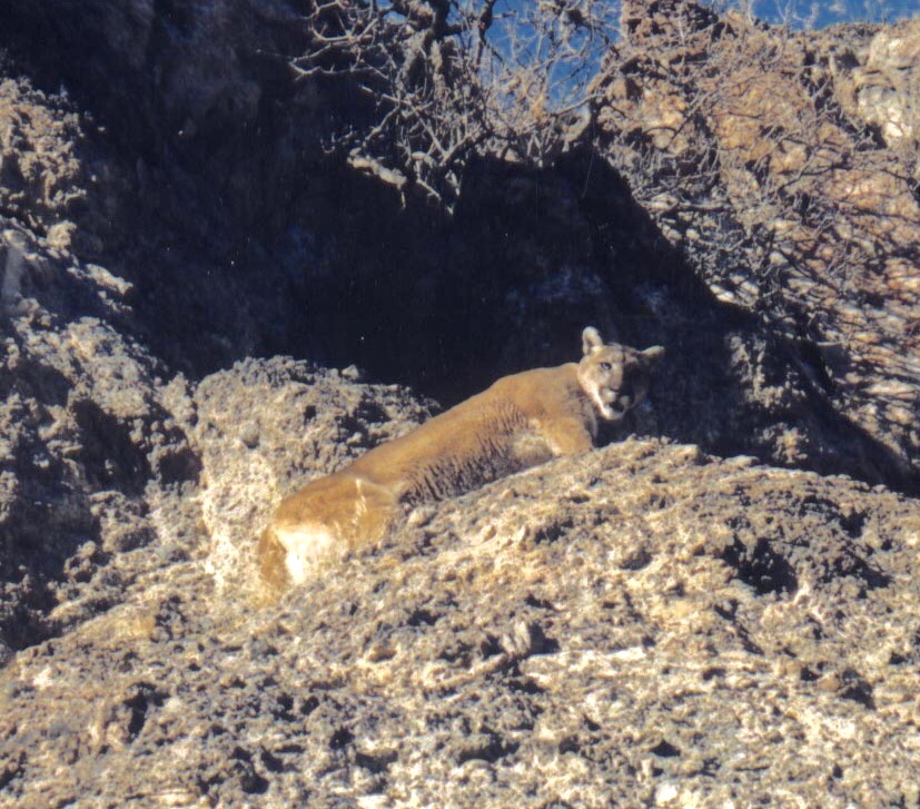 photo of cougar in mountain terrain in Utah