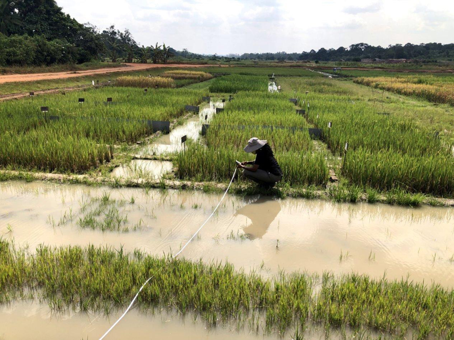 A scientist crouches down to collect ground data surrounded by irrigated crops. 