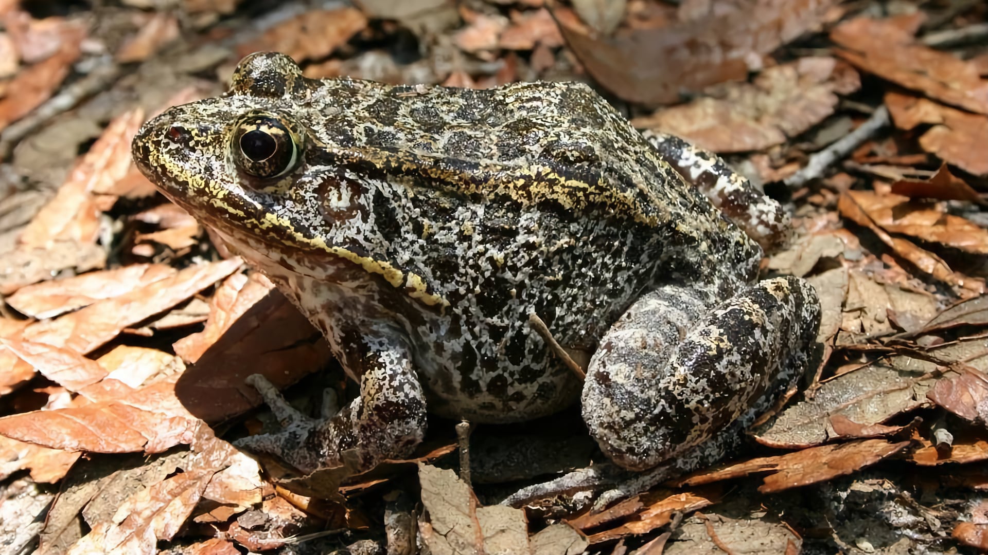 Gopher Frog