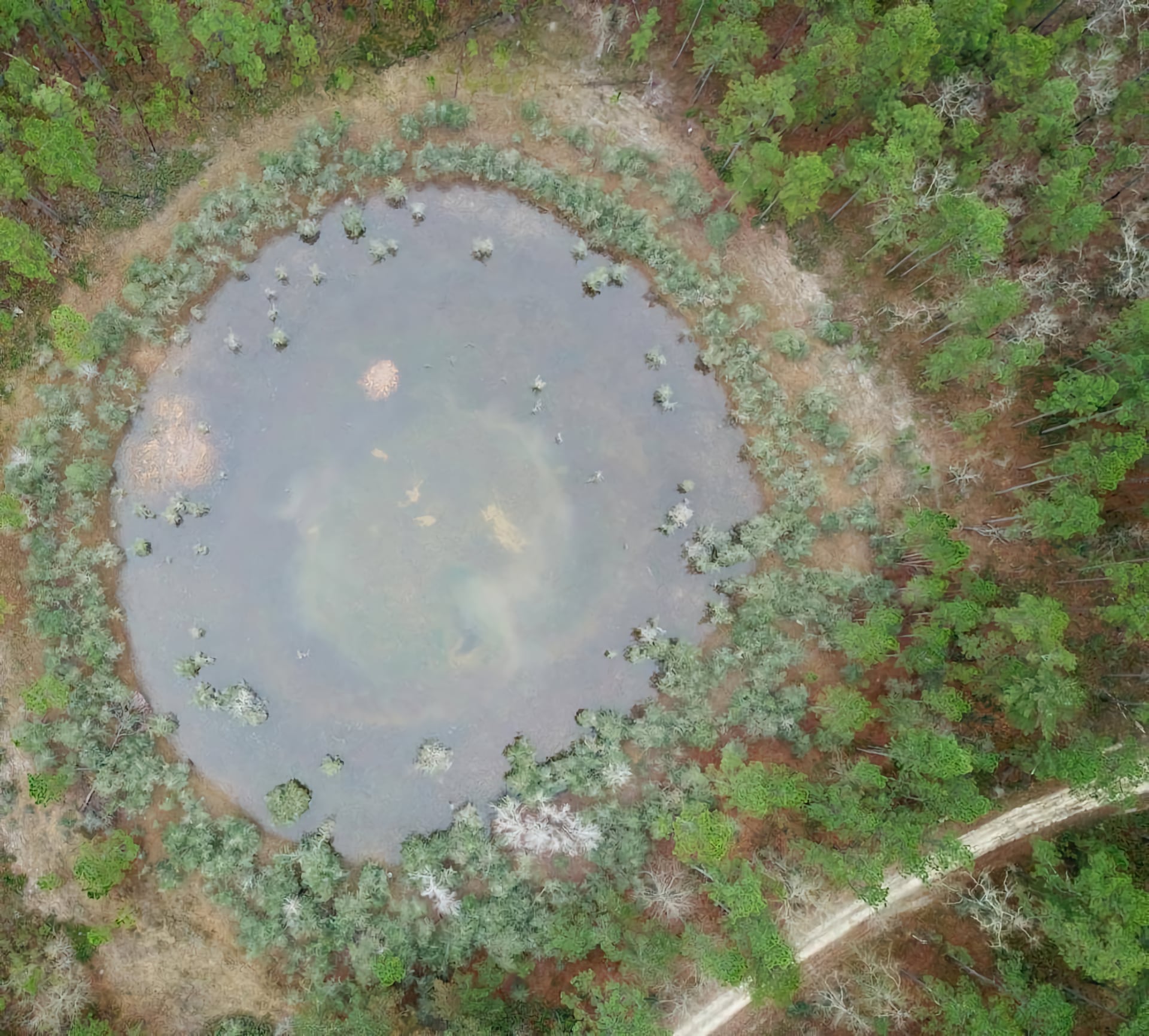 Seasonal Ponds Frogs