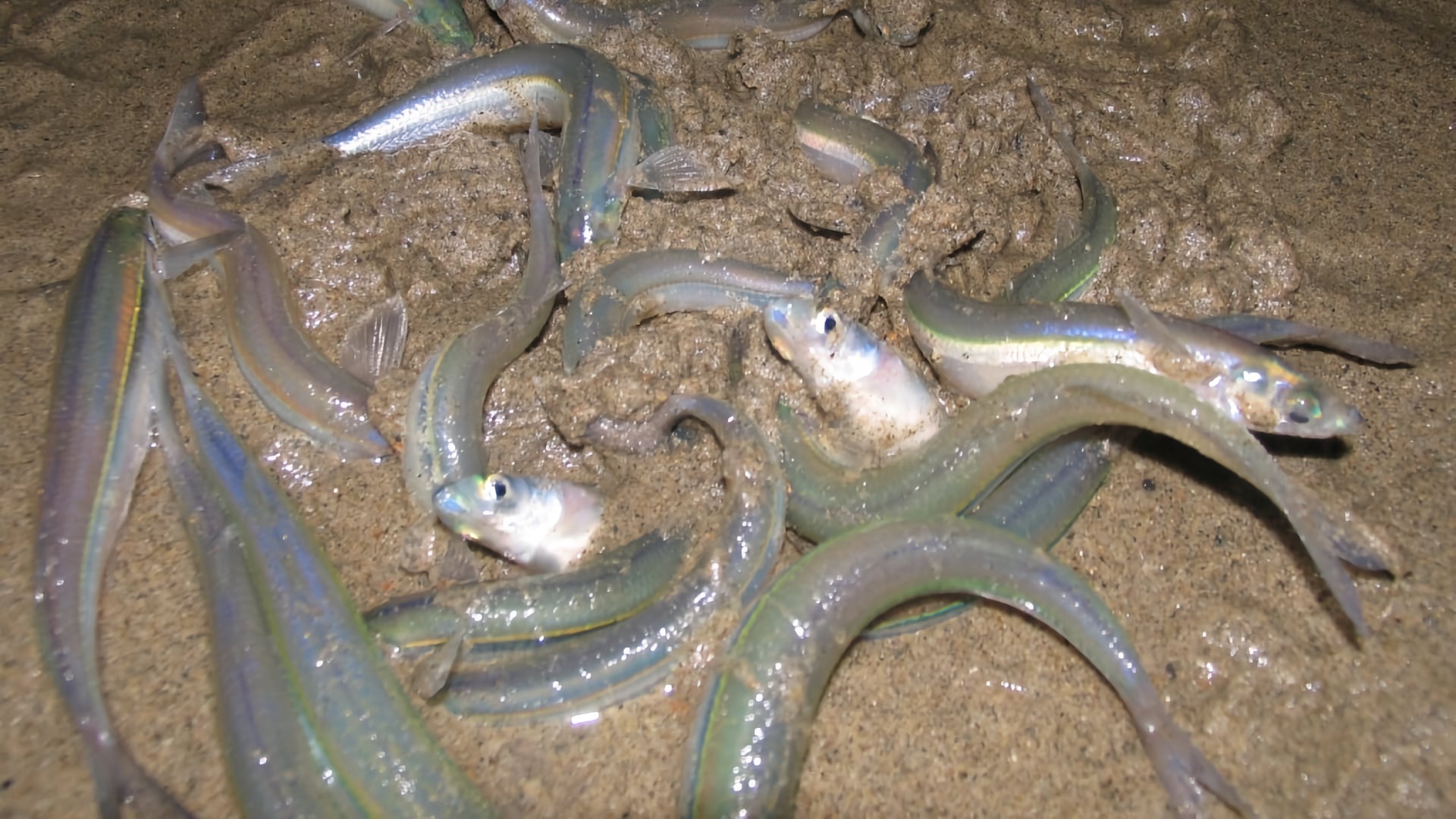 Grunion Spawning