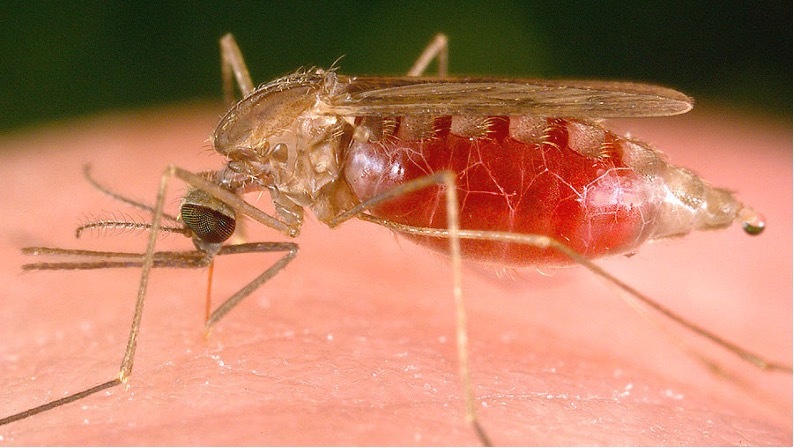 mosquito on skin