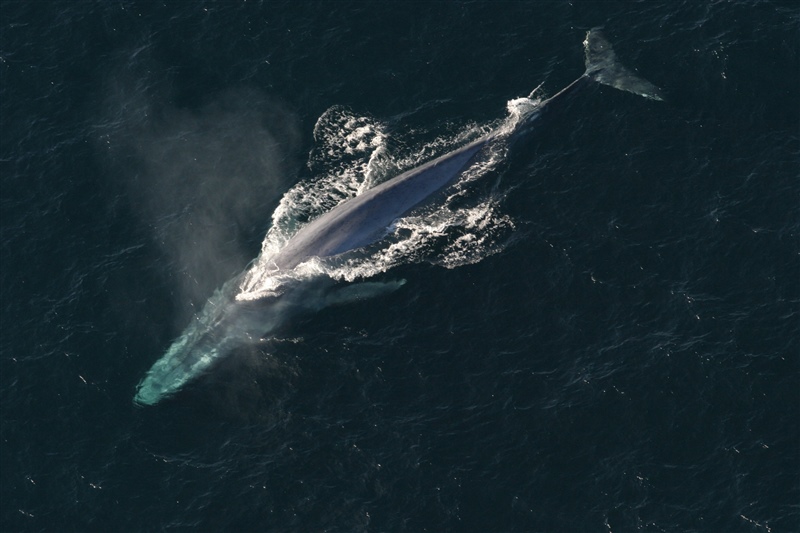 whale swimming in ocean