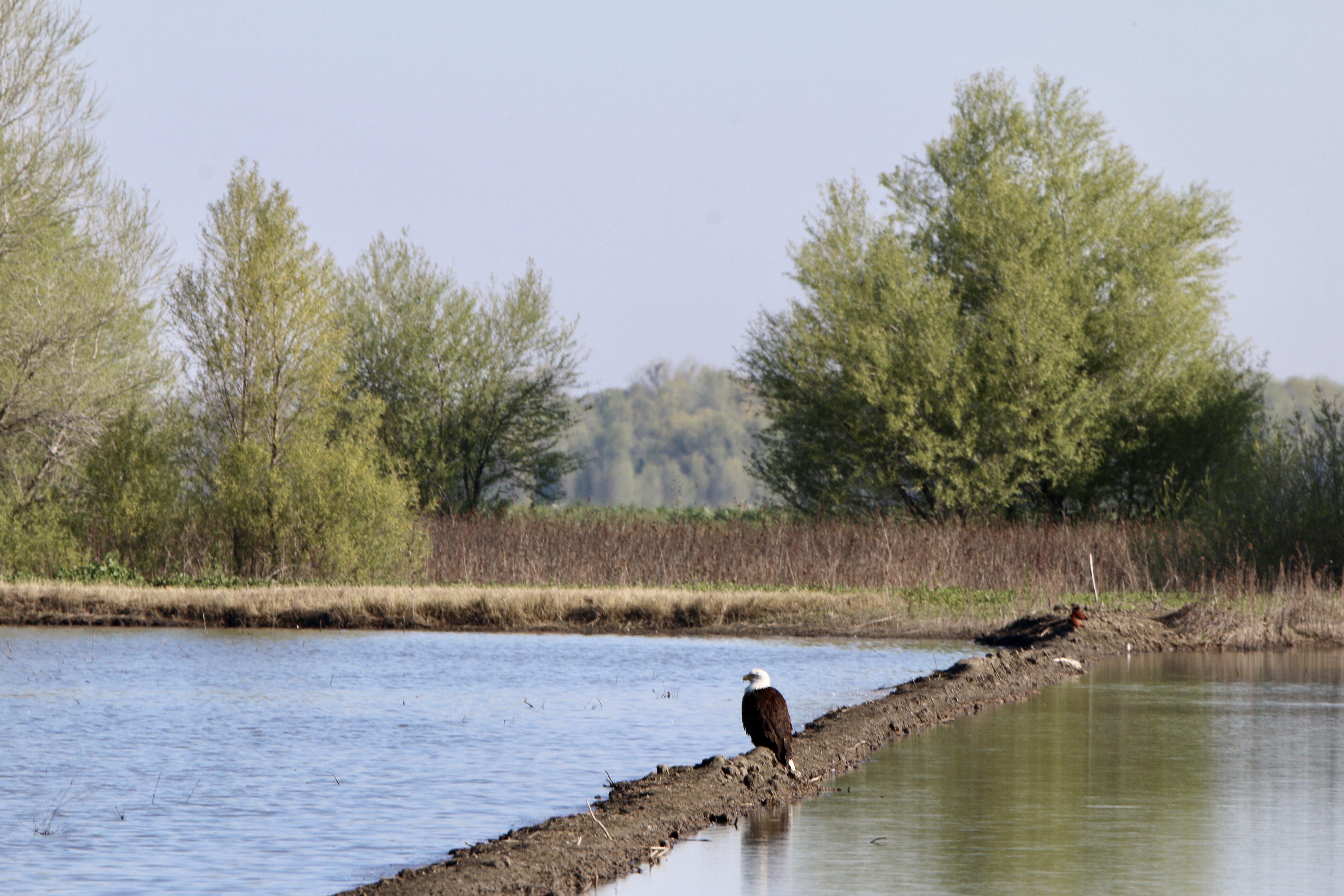 eagle standing in flooded field