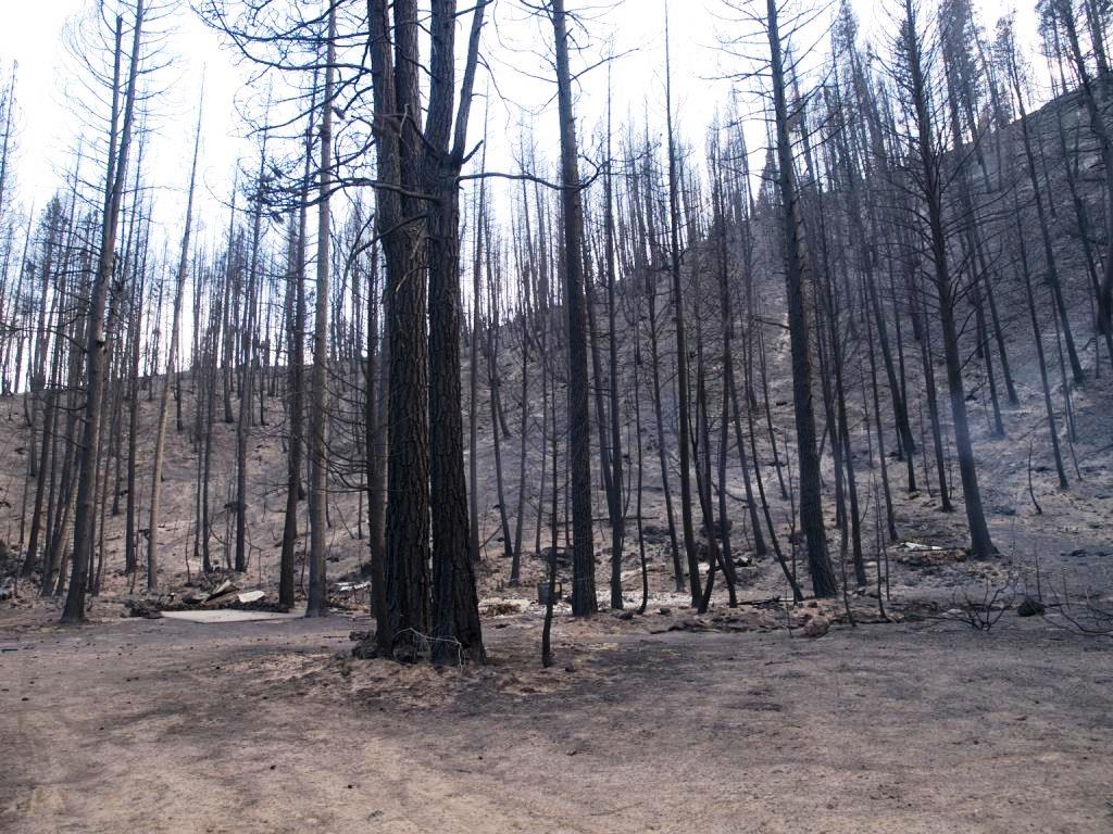 forest of burned trees in snow