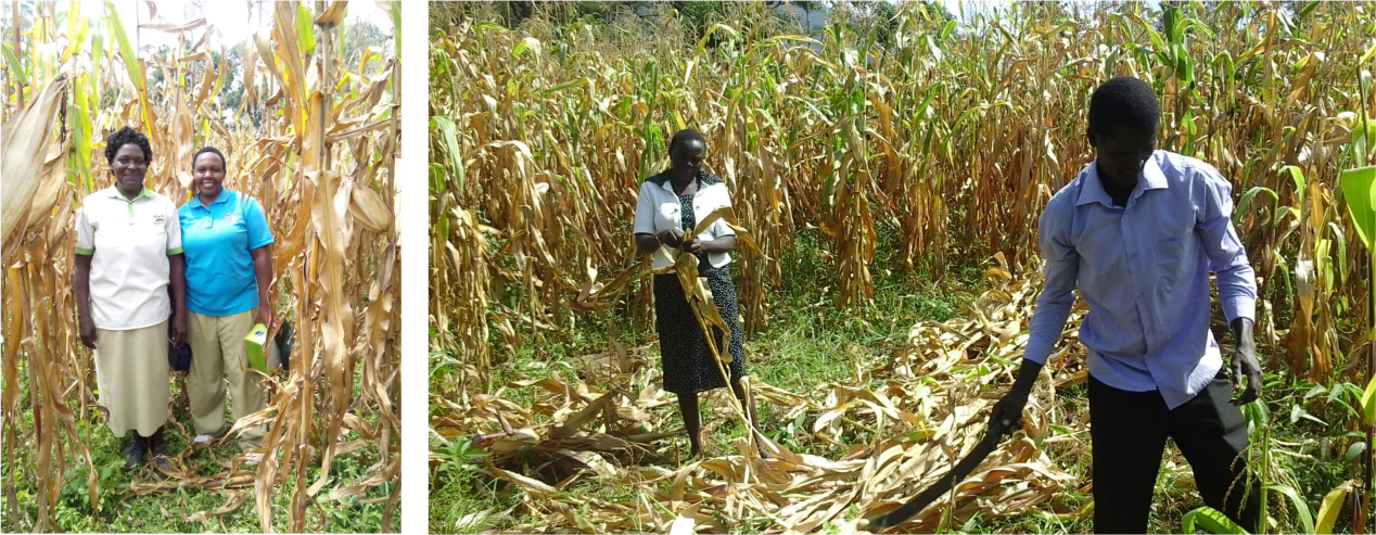 People standing in a field of tall crops