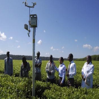 Kenya Tea Farm