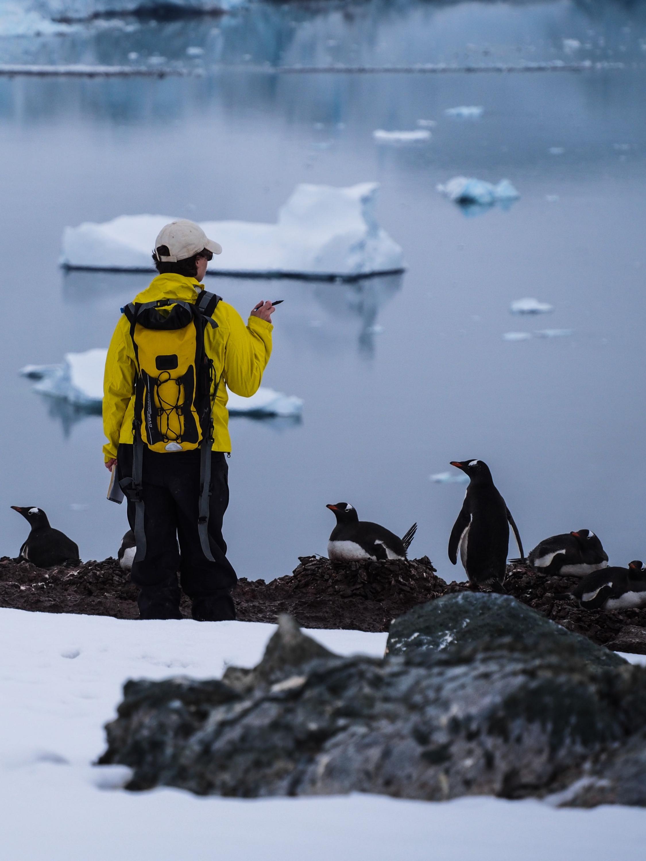 Lynch counting Gentoo Penguins