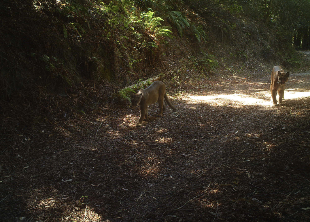 picture of two mountain lions walking on a trail