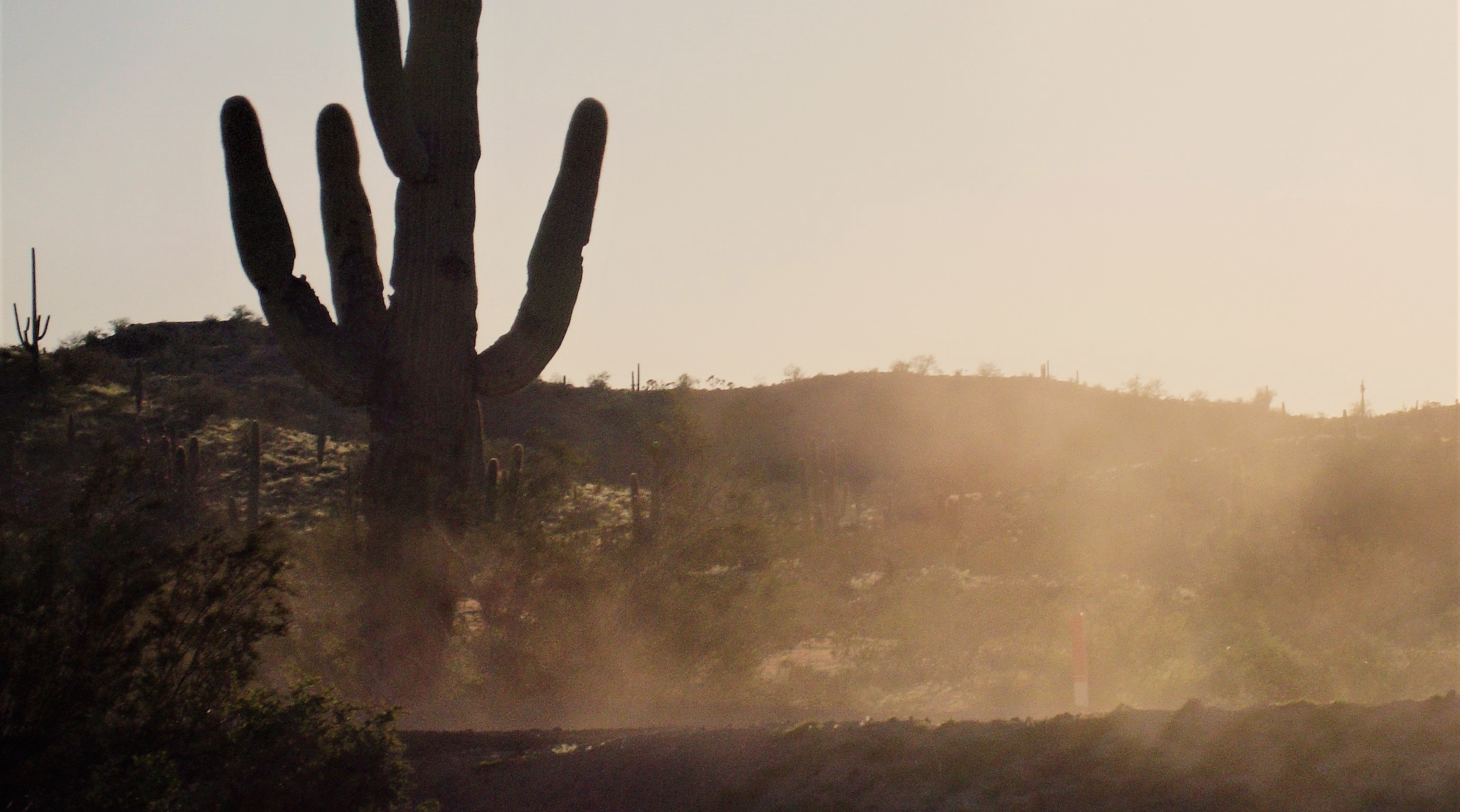 hazy air around a cactus