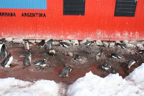 Gentoo penguins