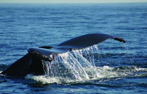 Humpback whale