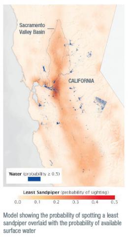 model showing probability of spotting a least sandpiper overlaid with the probability of available surface water