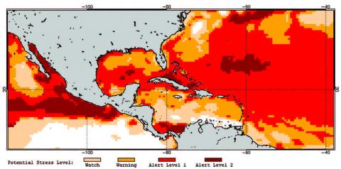 coral bleaching