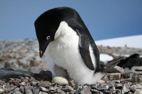 Adélie penguin nesting on the Antarctic Peninsula.Credits: Heather Lynch, Stony Brook University