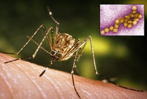 Culex tarsalis is one mosquito species that transmits West Nile Virus (WNV), pictured in the top right corner. Many people experience no symptoms, but one in 150 WNV infections can cause neurological disease like meningitis, and milder cases can cause flu-like symptoms, including joint pain, fever, vomiting, and diarrhea. Credit: James Gathany, CDC.