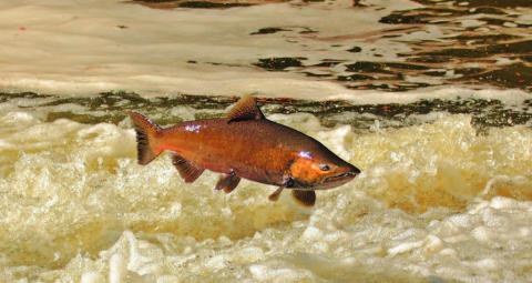 Chinook Salmon