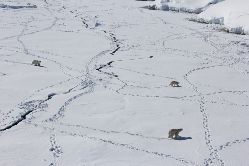 Polar bears and their tracks on the sea ice in east Greenland.