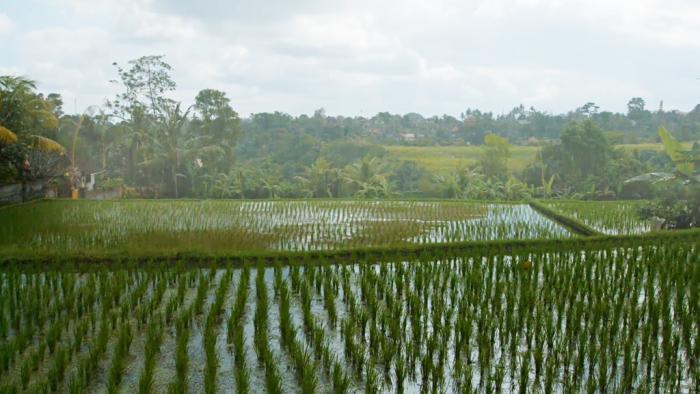 The Mekong River crosses more than 2,000 miles in Southeast Asia, passing through parts of Vietnam, Laos, Thailand, Cambodia, China and other countries. The river is a vital source of food and income for the roughly 60 million people who live near it, but