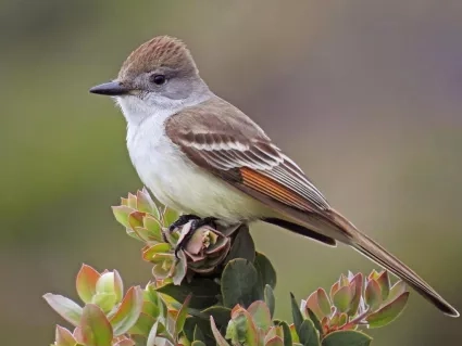 photo of a bird