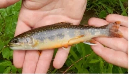 Brook Trout