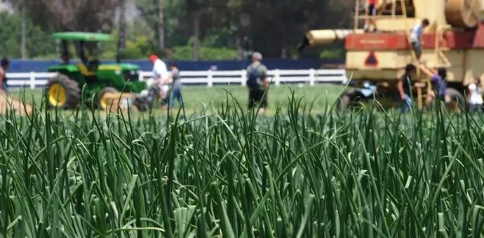 Photo of corn field in California with tractors in the background