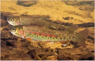 Rainbow Trout