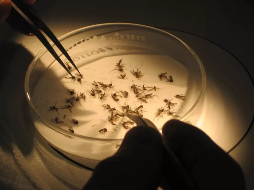 Dark close-up photo of a petri dish holding mosquitoes with two sets of tweezers reaching in.