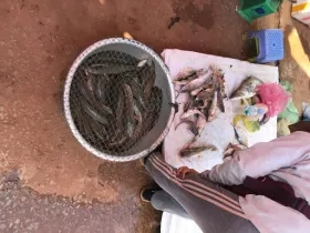 Photo of fish from Tonlé Sap Lake