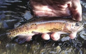 Fish in a human hand in water