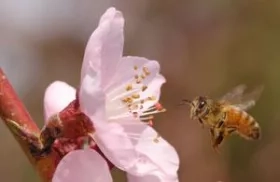 Flying honeybee