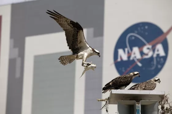 photo of osprey with fish in talons going to a nest with NASA logo in background