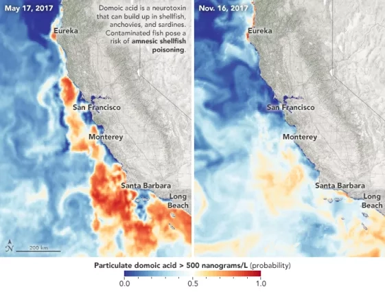 two side-by-side maps of the Calfornia coast show swirls of red and yellow, representing domoic acid, in the blue ocean water