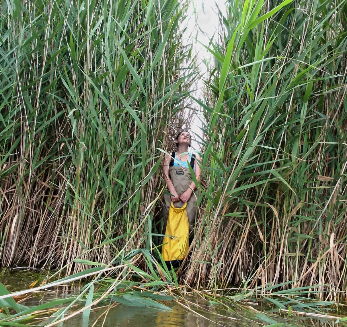 Phragmites australis is an invasive reed that can grow more than 15 feet (4.5 meters) tall