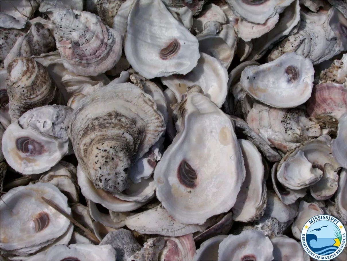 Oyster shells