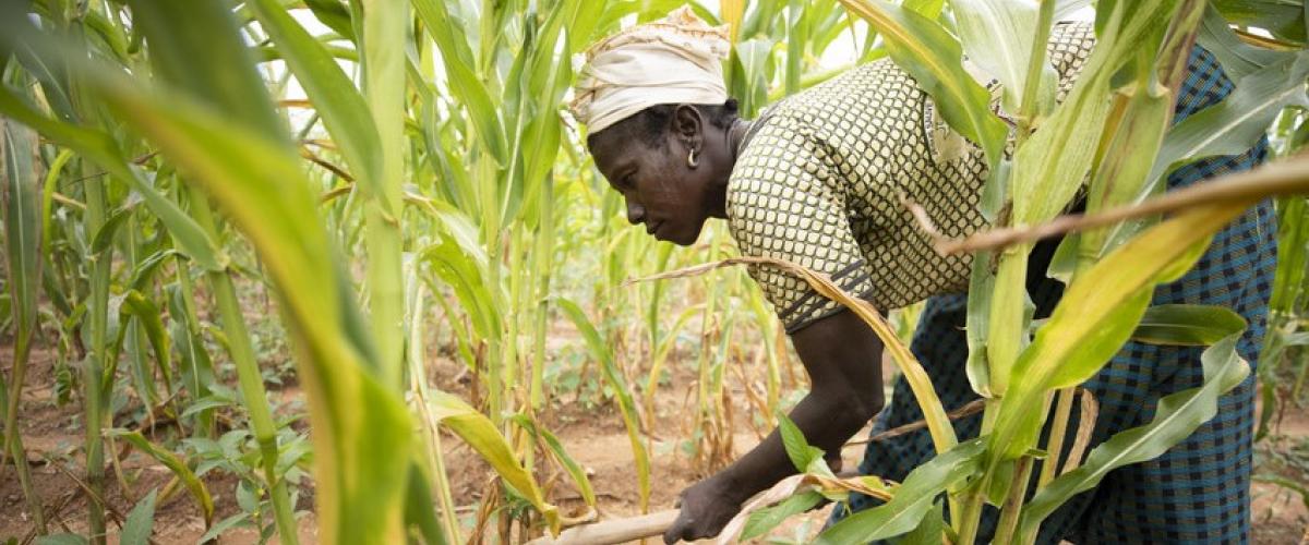 woman working in field