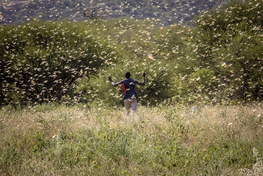 photo of locusts