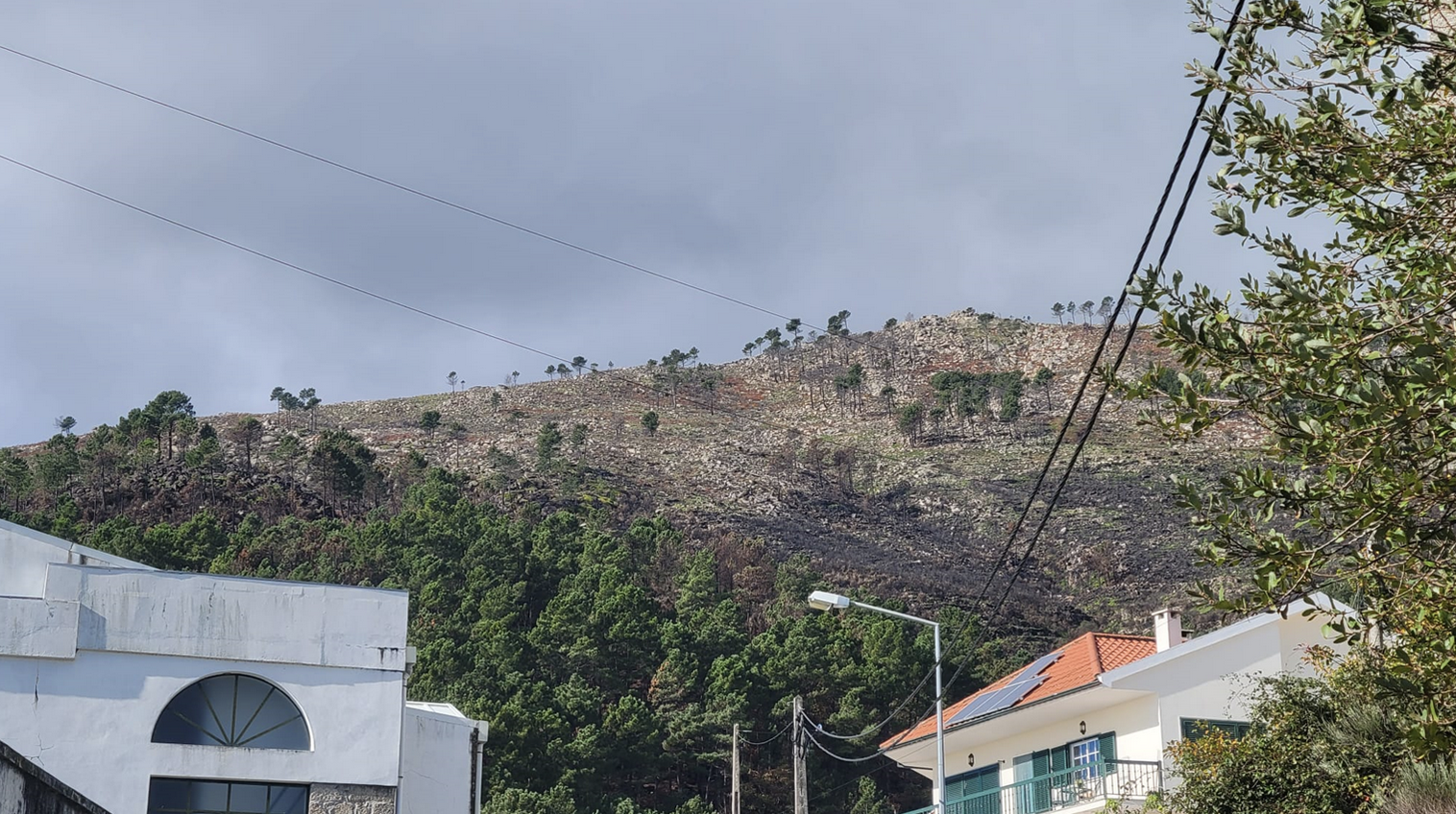 photo of hill showing dead trees after a fire in Portugal