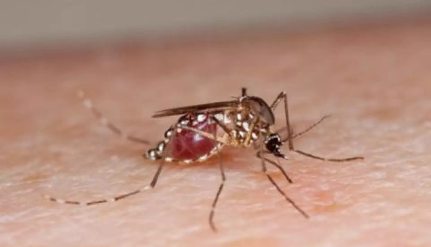 Female Aedes aegypti mosquito