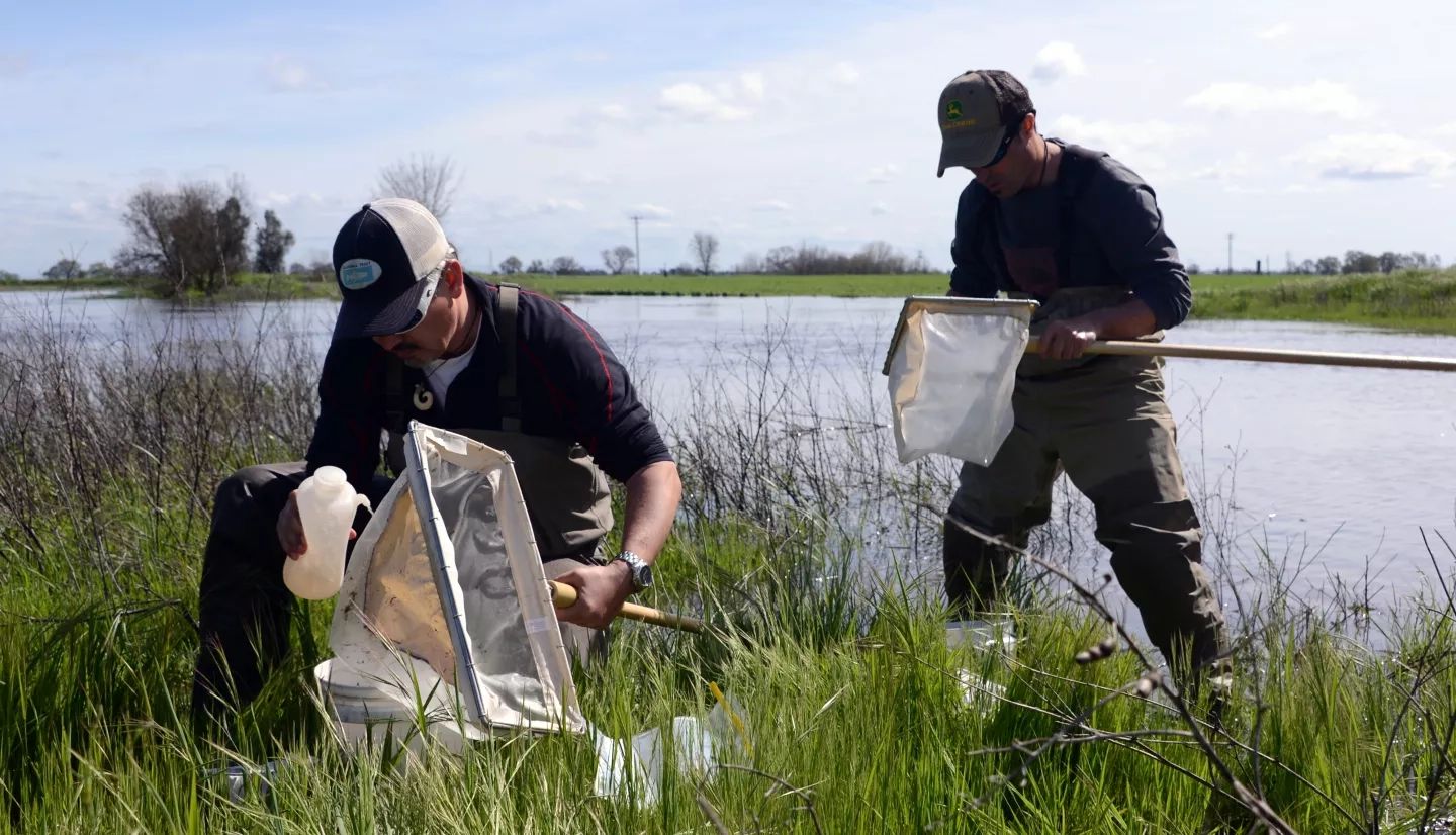 Photo of two scientists in a swamp with nets