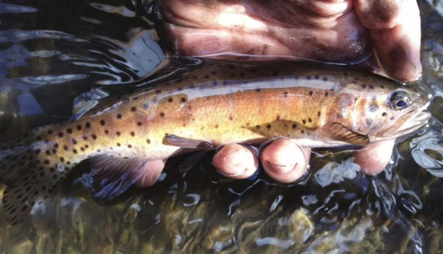 Lahontan cutthroat trout