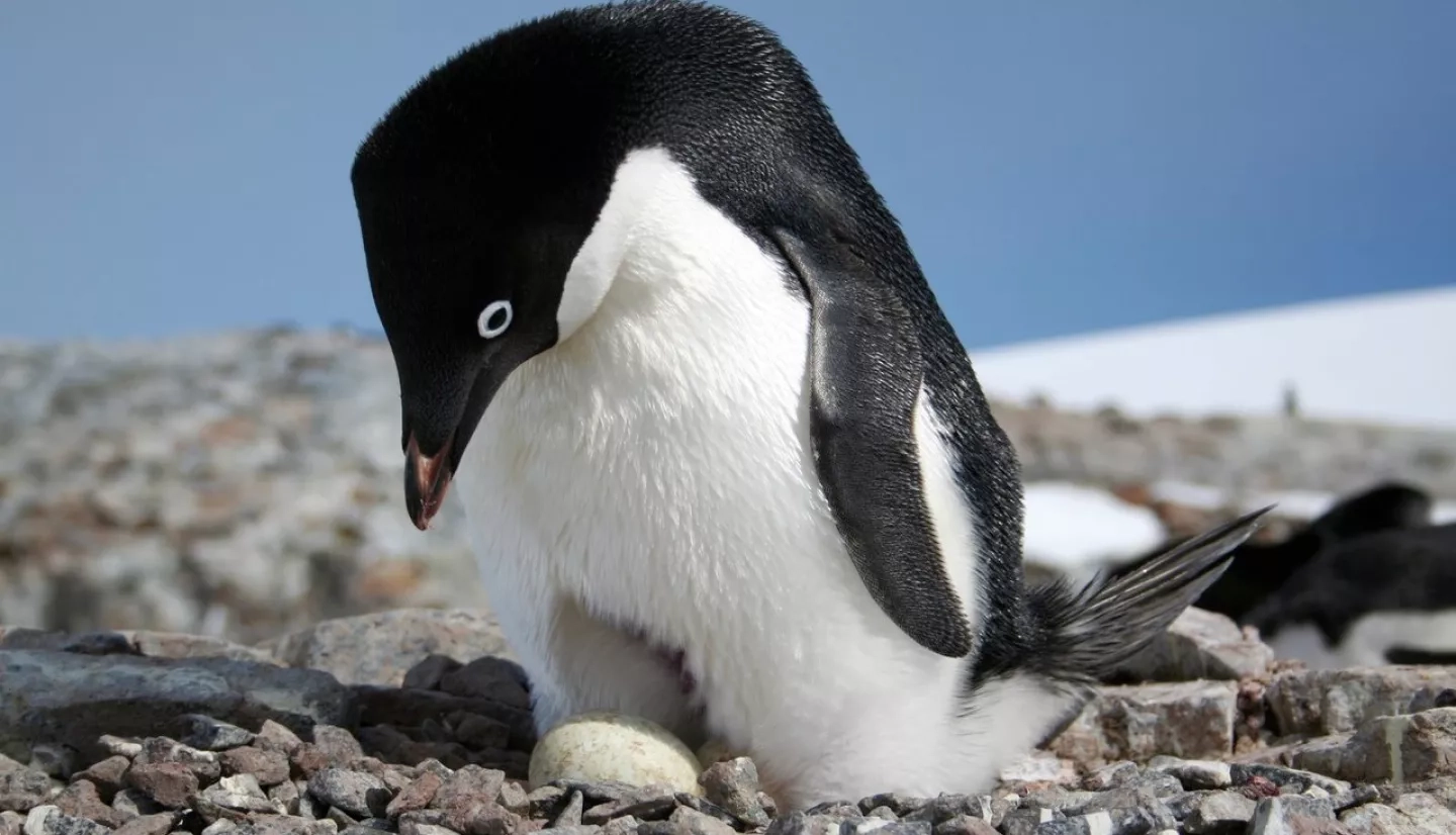 Penguin