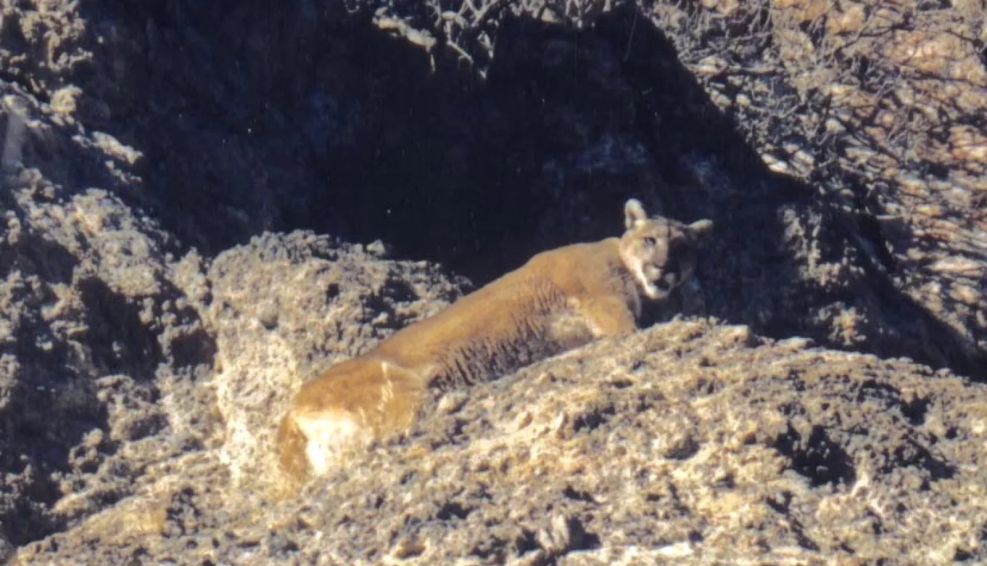 photo of cougar in mountain terrain in Utah