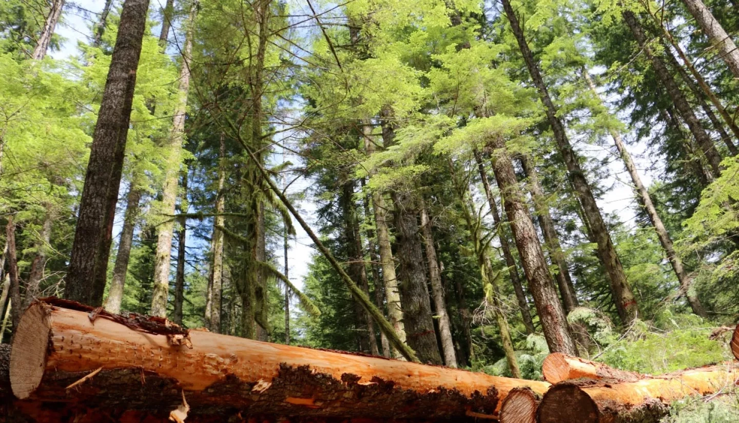 Cut down tree in the forest