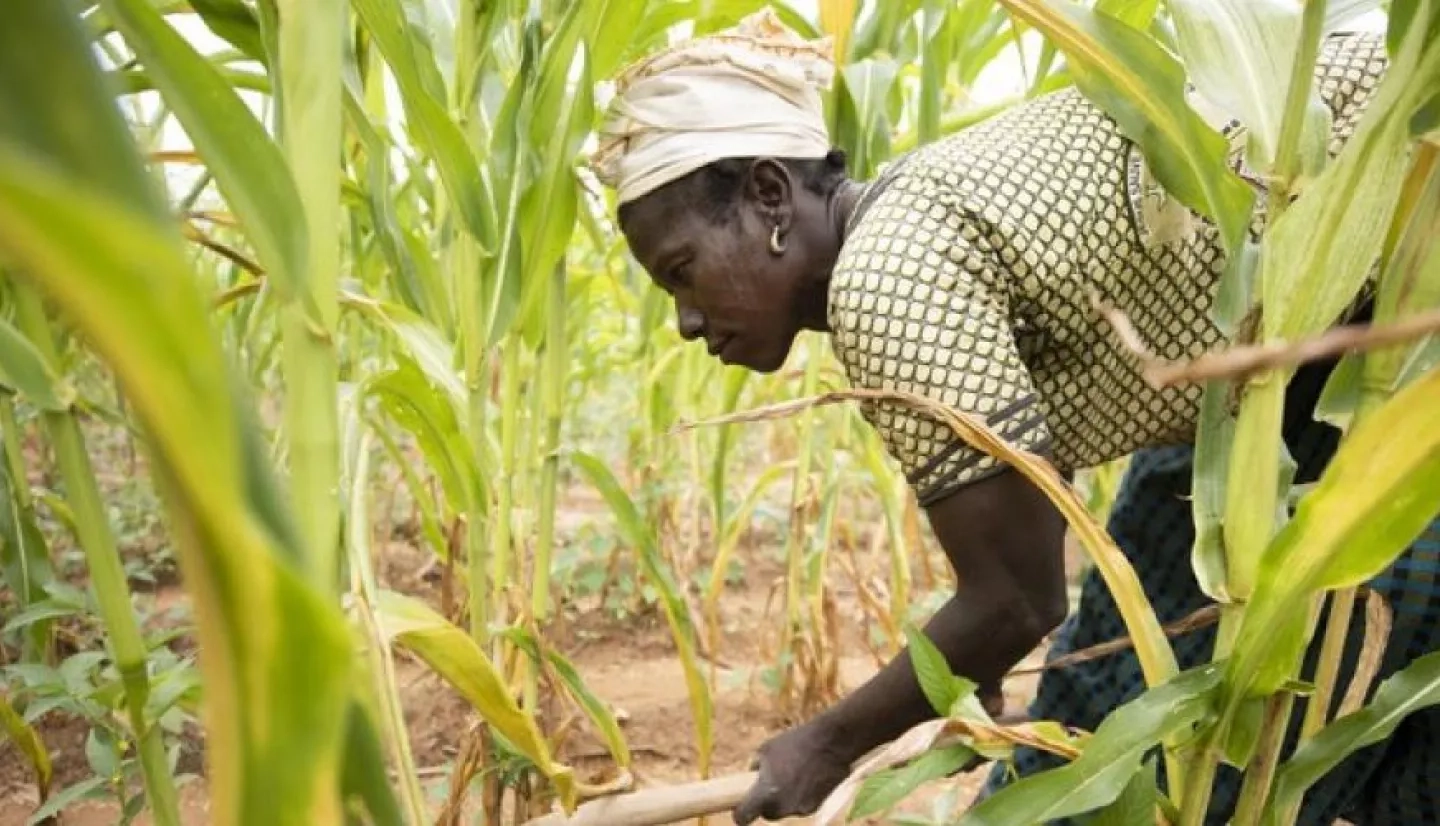 woman working in field