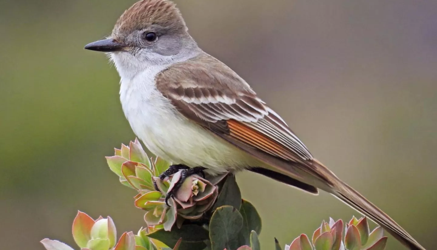 photo of a bird