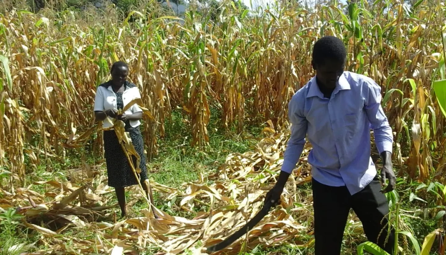 two people standing in a field of tall crops