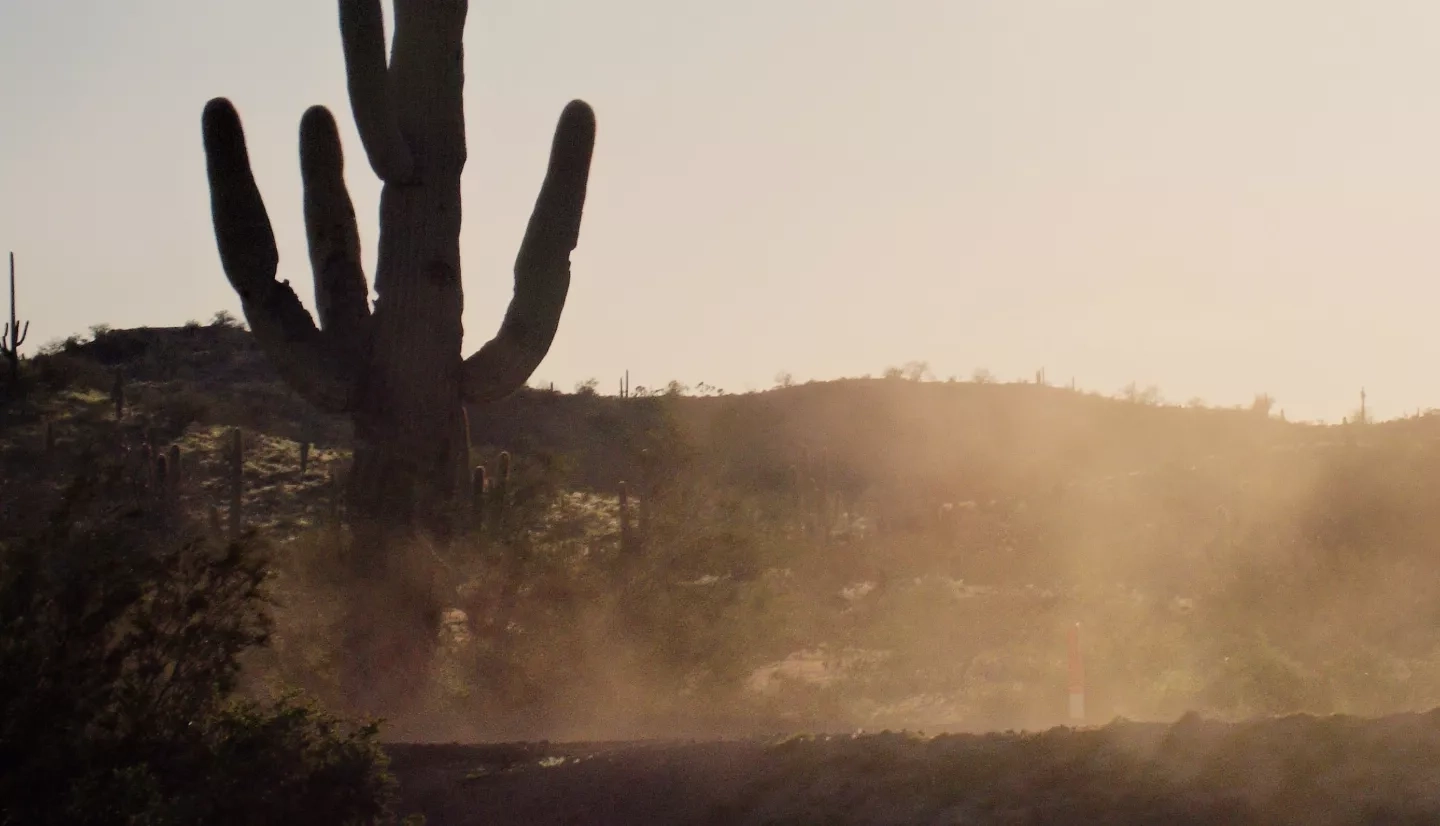 dust swirling around a cactus in a desert