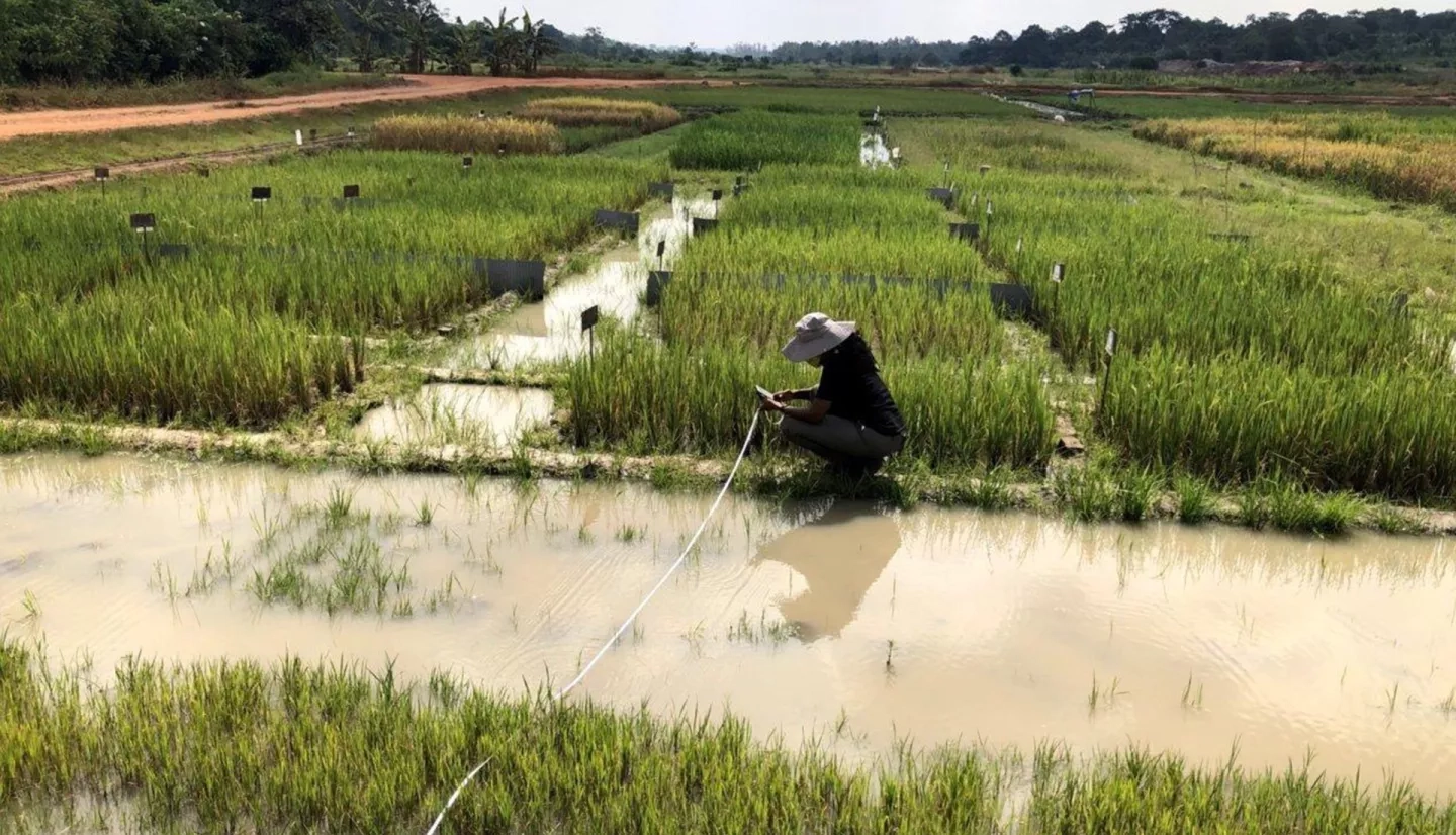 A scientist crouches down to collect ground data surrounded by irrigated crops. 