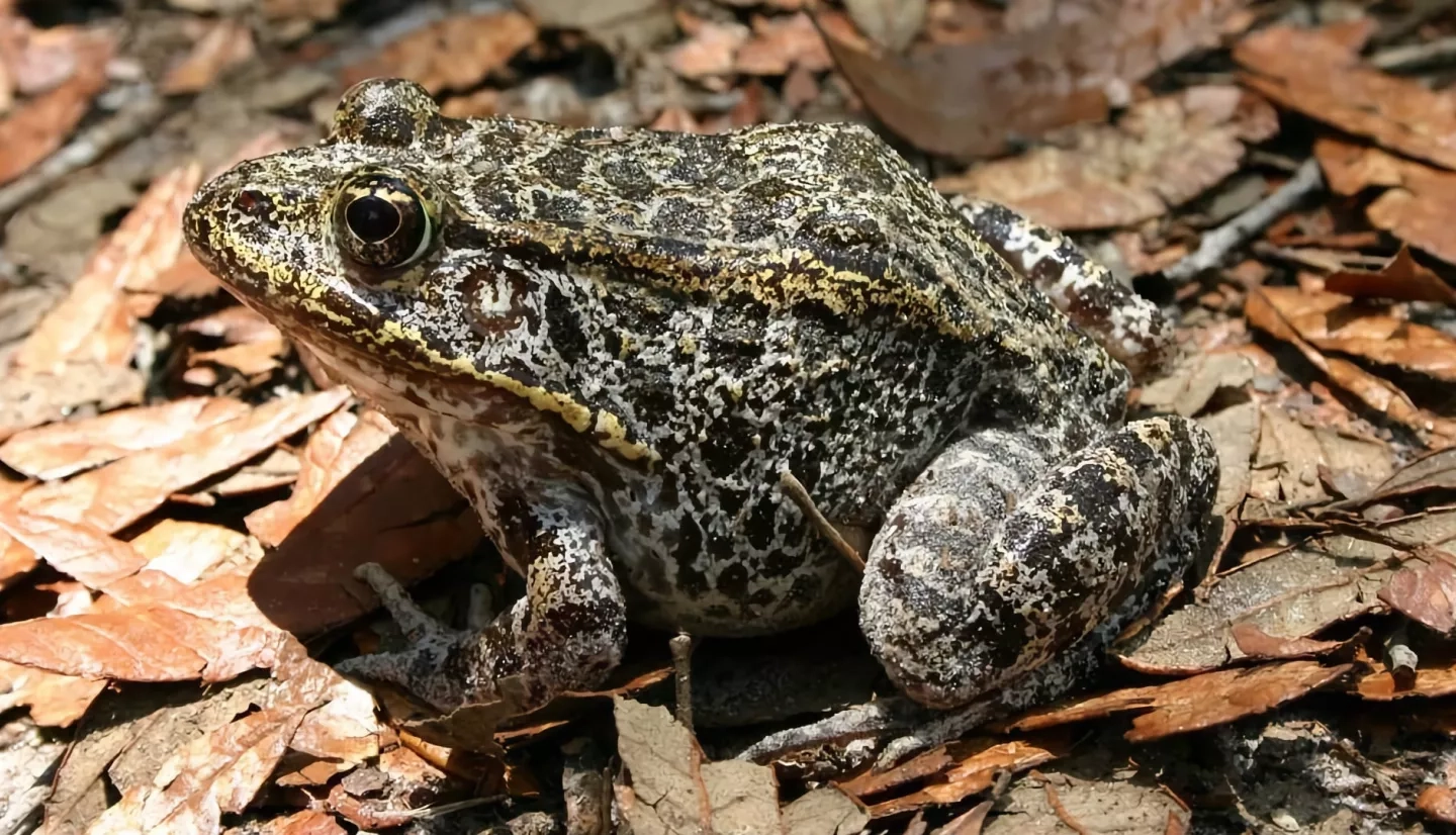 Gopher Frog